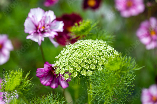 Flower border with cosmos and Ammi visnaga photo
