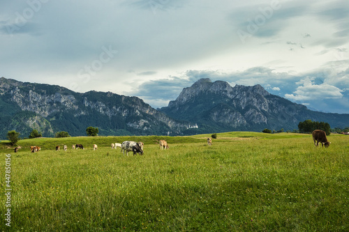 cows in the mountains © Ulises VP