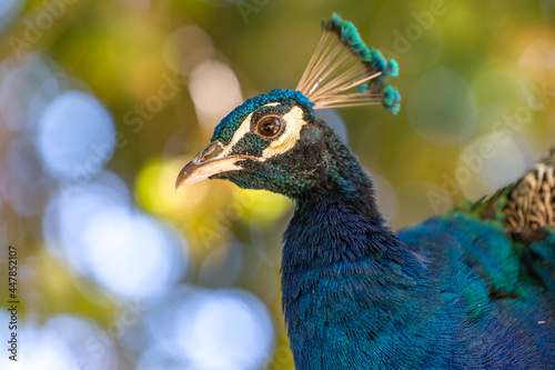 Beautiful peacock close up. Wildlife photography.	 photo