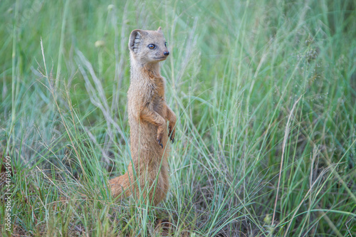 Yellow Mongoose Scanning the Area photo