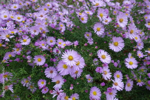 New York aster with lots of pink flowers in October