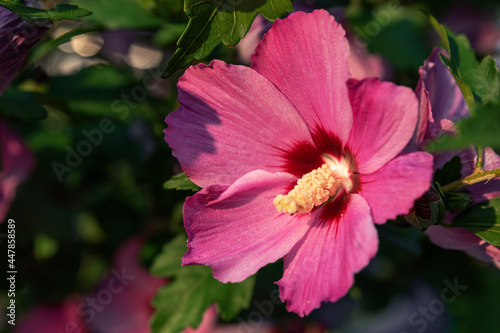 Hollyhock mallow close-up. Floral background of large pink mallow flowers. Blooming musky mallow in summer garden. These beautiful blooms also known as Rose of Sharon and are in the hibiscus family.