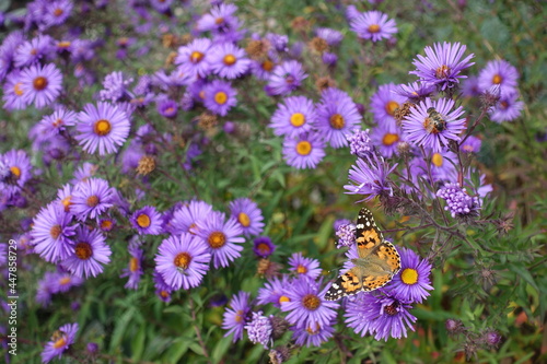 One butterfly pollinating purple flowers of Michaelmas daisies in October