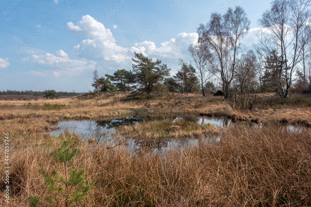 Asselche heide, Gelderland Province, The Netherlands