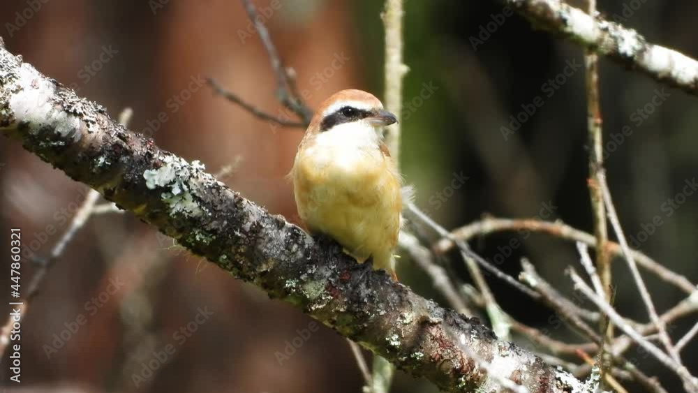 Brown shrike nature bird relaxing on the branch of the tree. Brown shrike nature bird relaxing on the branch of the tree.