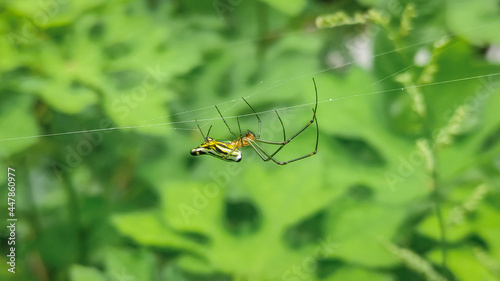 Colouful spider on a web