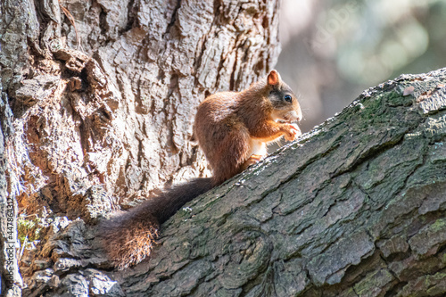 red squirrel on a tree in the sunlight eating an acorn © Keith