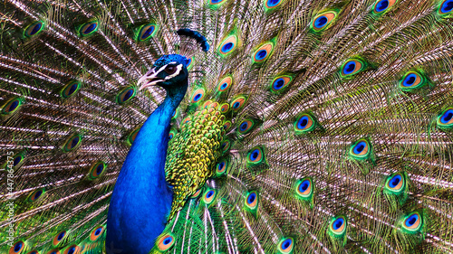 Картината върху платно close up portrait of a male peacock with colorful feathers on full display
