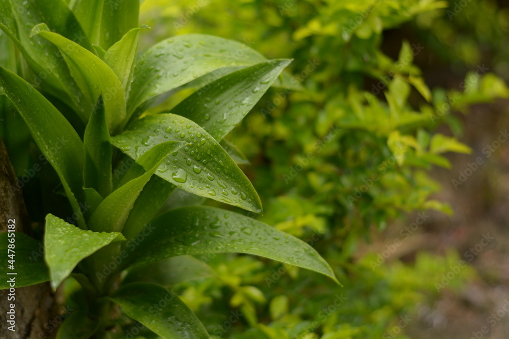 green leaves with drops in the garden green leaves with drops in the garden