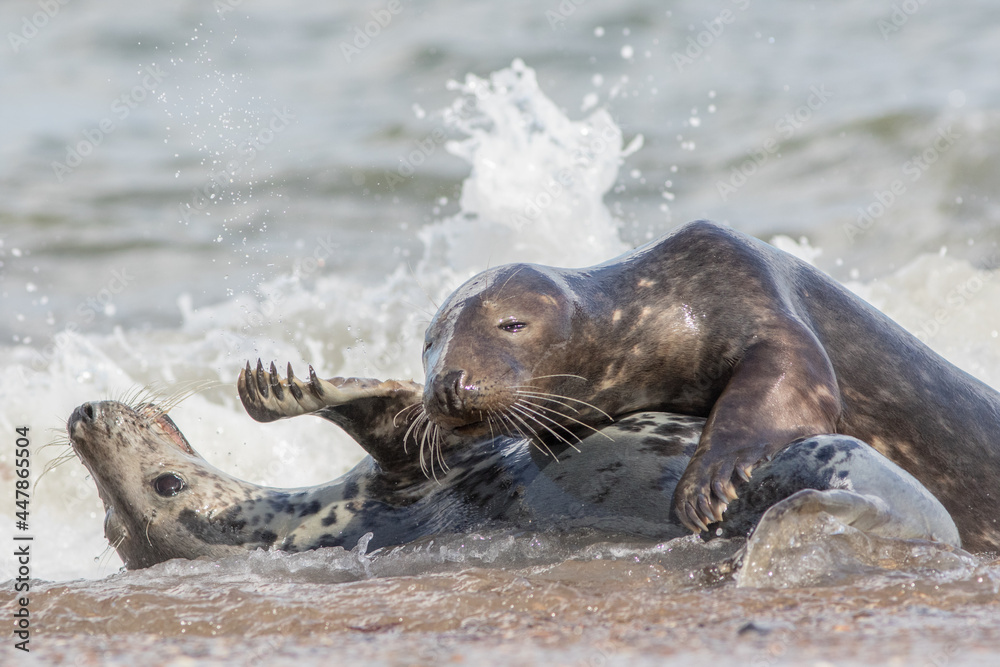 Fototapeta premium Breeding pair of animals. Grey seals mating in the sea water.