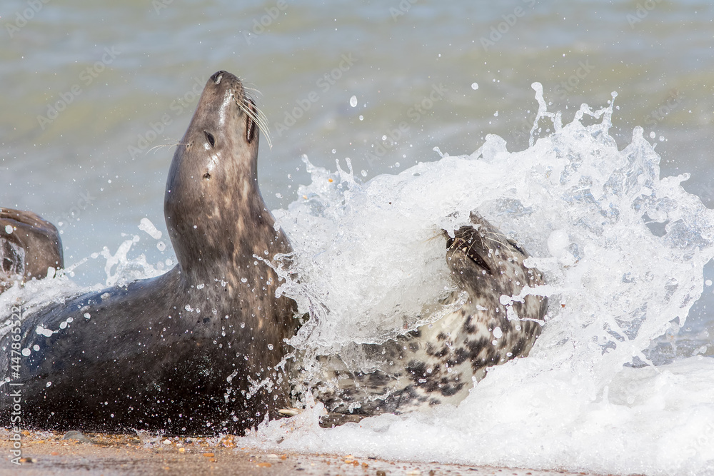 Dynamic action wildlife image of seals mating. Wild animals having sex on the beach Stock Photo
