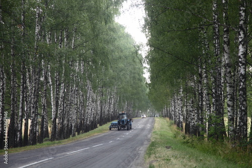 Wheeled tractor drive on beautiful rustic asphalt road between the Birch trees alley in the village at summer day - harvesting, agriculture, farming in East Europe