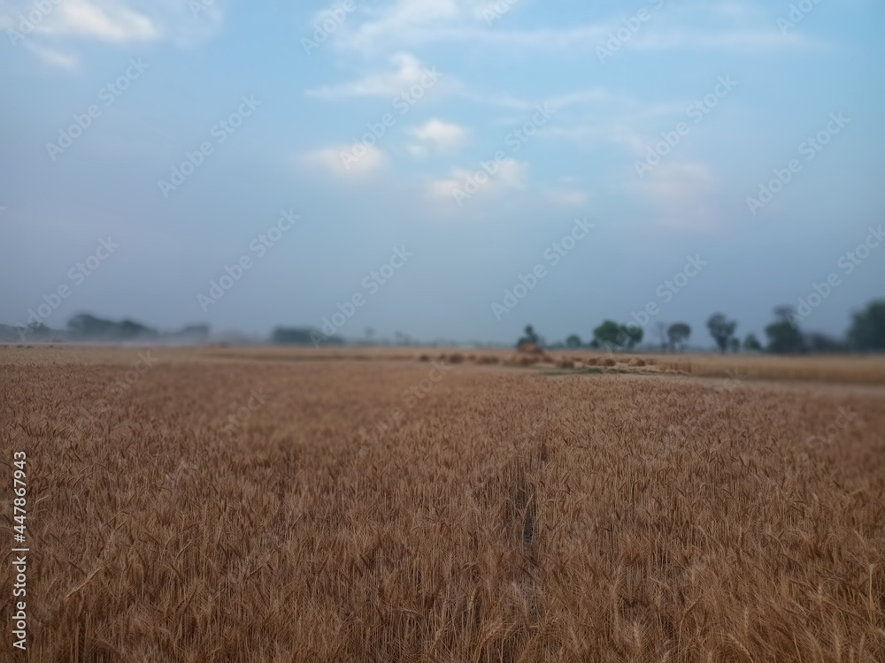 wheat field in the summer ready for harvesting