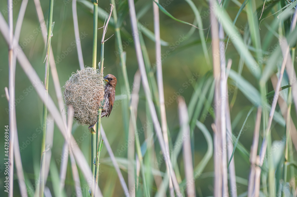 Obraz premium Thick-billed Weaver weaving a Nest