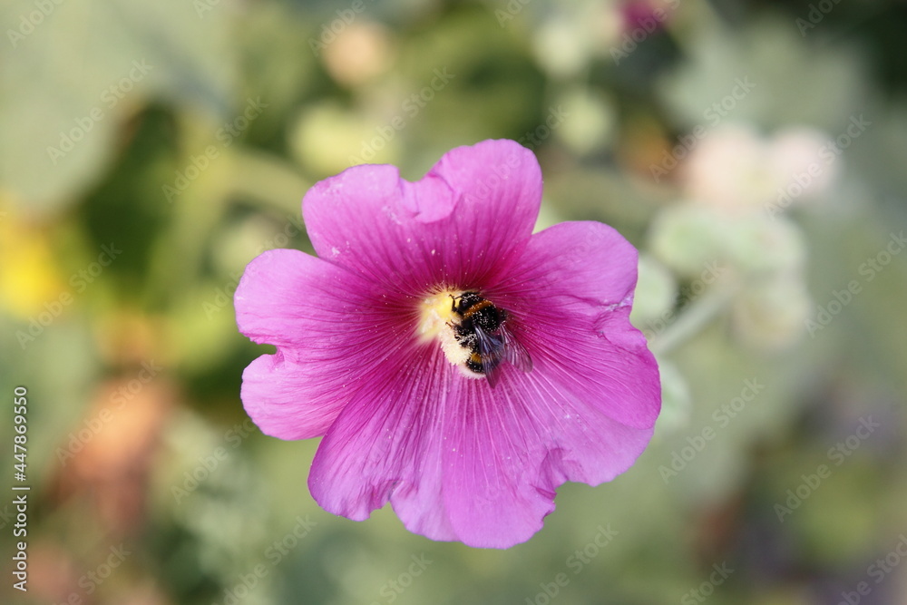 Pink petunia flower with big striped bumblebee on yellow pistil closeup at summer day outdoor Pink petunia flower with big striped bumblebee on yellow pistil closeup at summer day outdoor