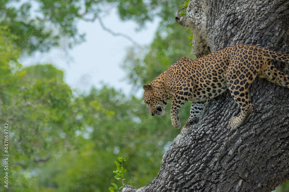 Obraz premium leopard in the tree