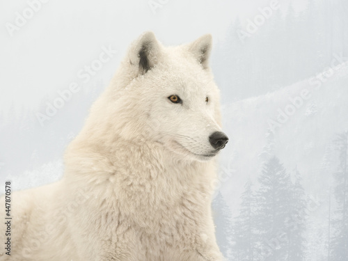 Arctic wolf on a forest background