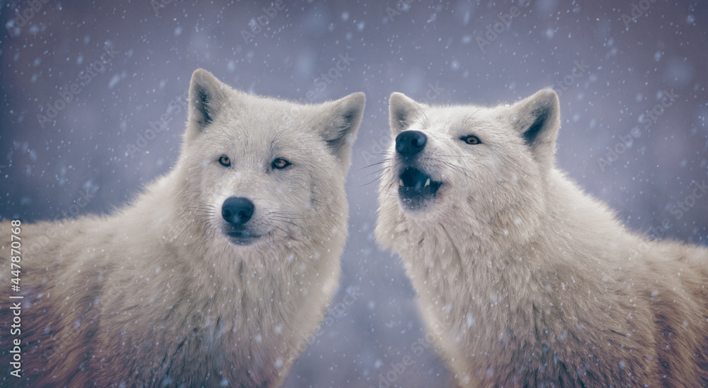 two polar wolves during a big snowfall