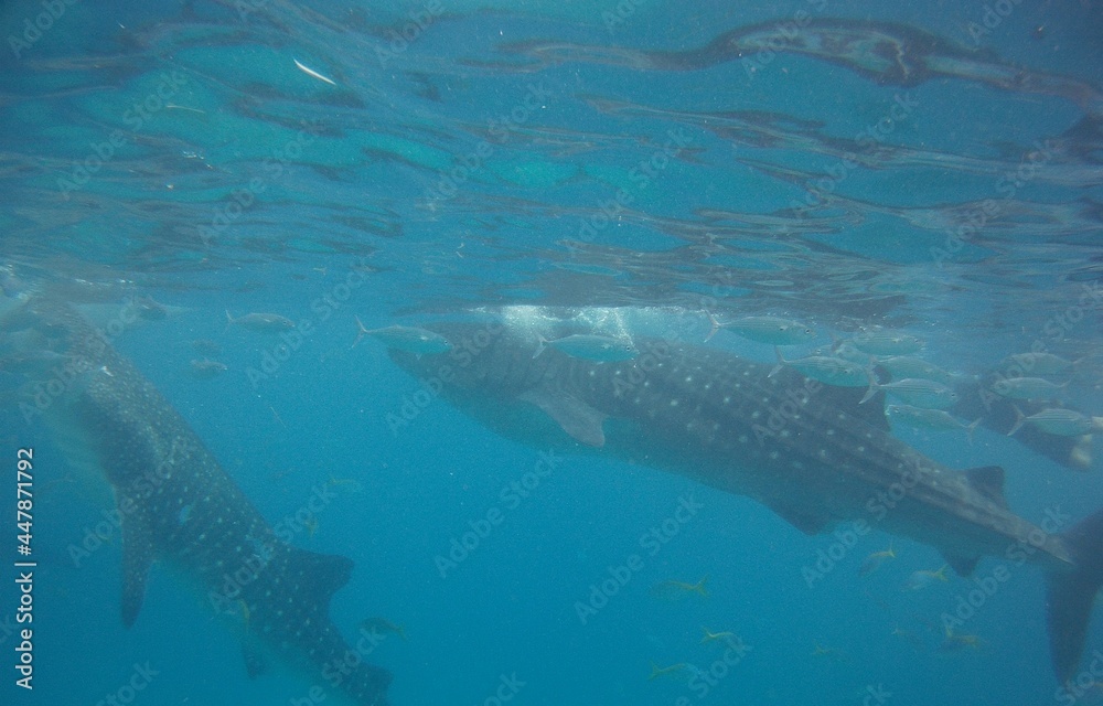 Naklejka premium whale under the water