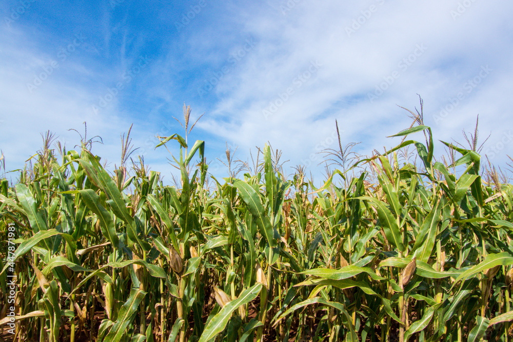 Corn field against sky Corn field against sky