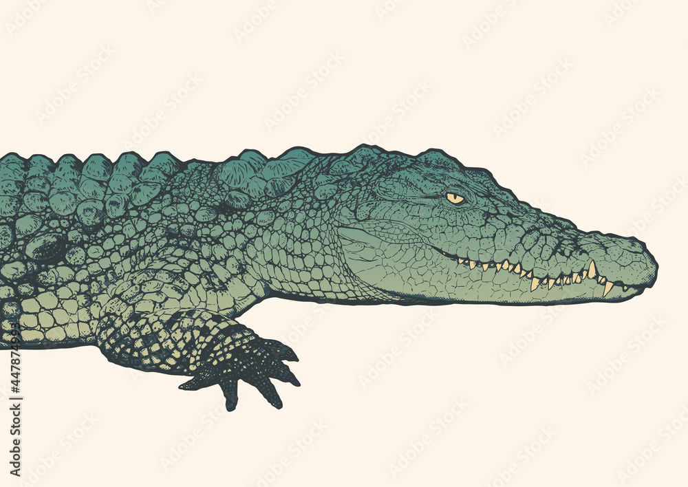 Obraz premium Hand drawn detailed crocodile in profile. Engraving style. Vector illustration. 