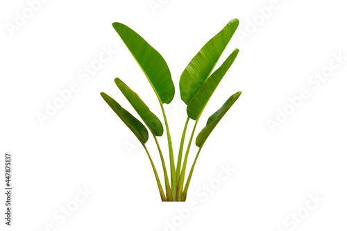 Ravenala madagascariensis with leaf resembling banana leaves isolated on white background is an ornamental plant in the garden from Madagascar and banana family  File contains clipping path.