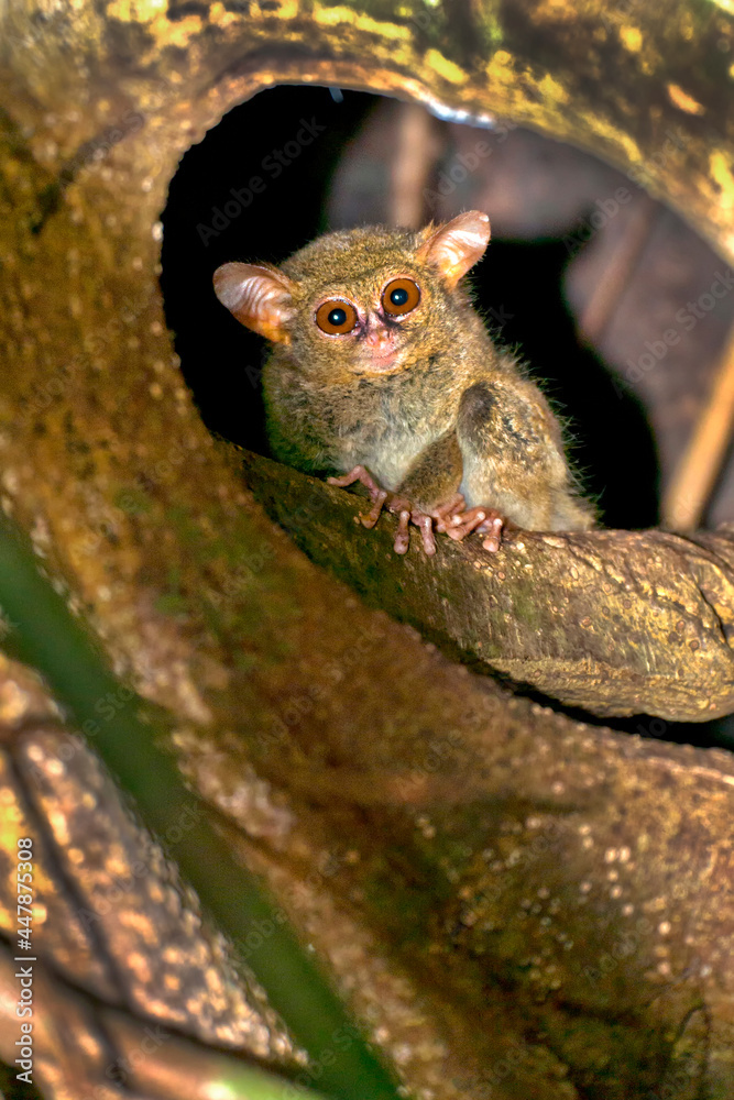 Fototapeta premium Tarsier, Spectral Tarsier, Tarsius tarsier, Tangkoko Nature Reserve, North Sulawesi, Indonesia, Asia