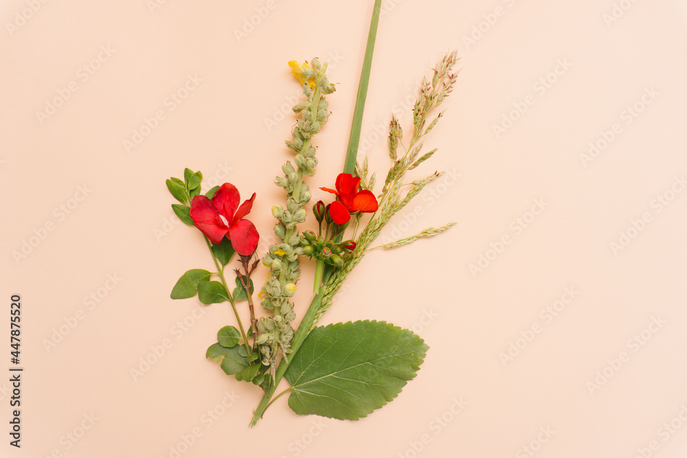 Creative minimal concept of fresh prettly red flowers, plants and green leaves Creative minimal concept of fresh prettly red flowers, plants and green leaves