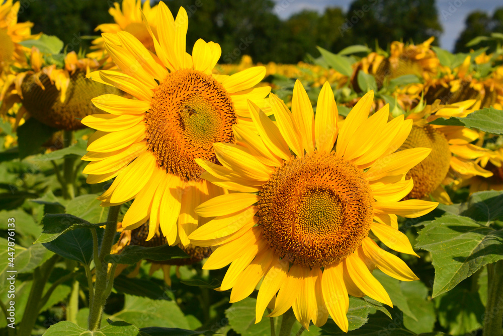 Naklejka premium Champ de tournesol - Charente maritime - France. Permet de produire de l'huile et du miel. On récolte également les graines pour les oiseaux en hiver.