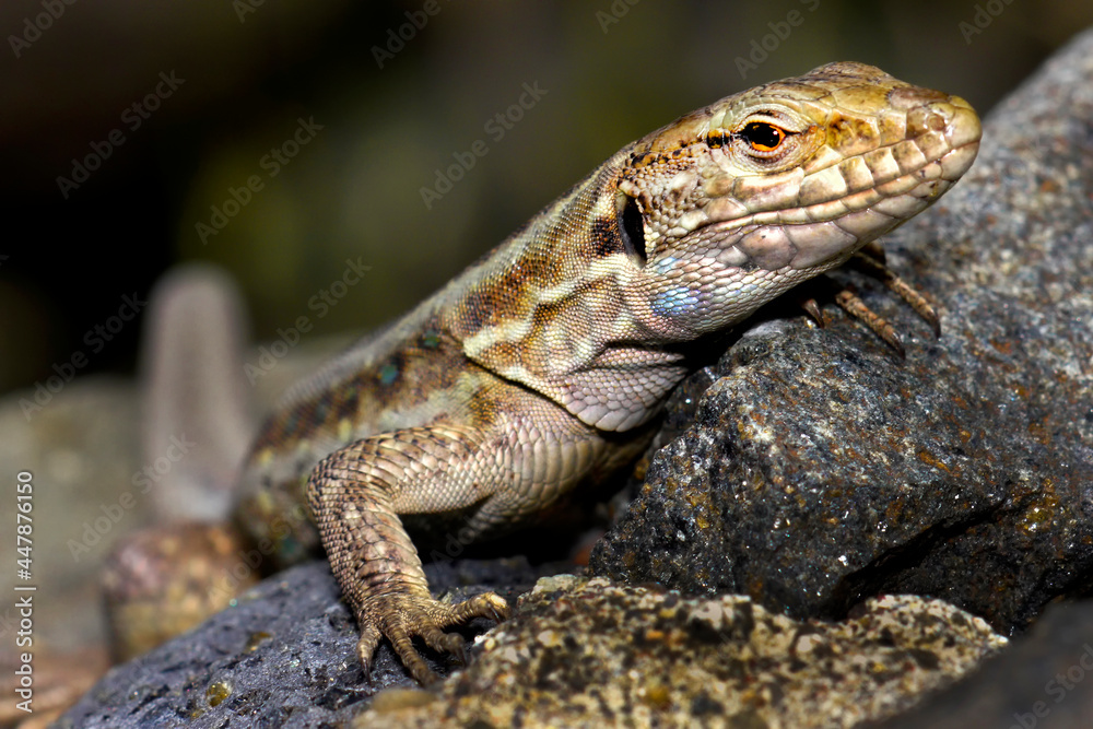 La Palma lizard, Sizeable lizard, Wall lizard, Lagarto Tizón, Gallotia galloti palmae, Caldera de Taburiente National Park, Biosphere Reserve, ZEPA, LIC, La Palma, Canary Islands, Spain, Europe La Palma lizard, Sizeable lizard, Wall lizard, Lagarto Tizón, Gallotia galloti palmae, Caldera de Taburiente National Park, Biosphere Reserve, ZEPA, LIC, La Palma, Canary Islands, Spain, Europe