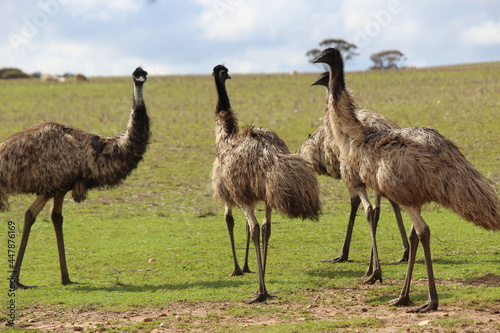 Emu in the wild