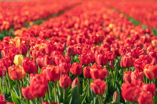 Blooming red tulip fields. Floral spring background. Famous Dutch icon. Noordwijkerhout, Netherlands, Europe
