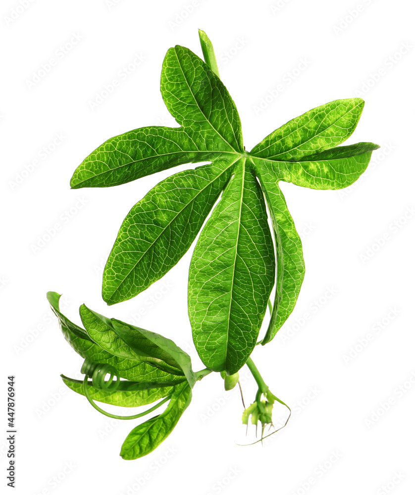 Obraz premium Branch of passion fruit plant (Passiflora) isolated on white