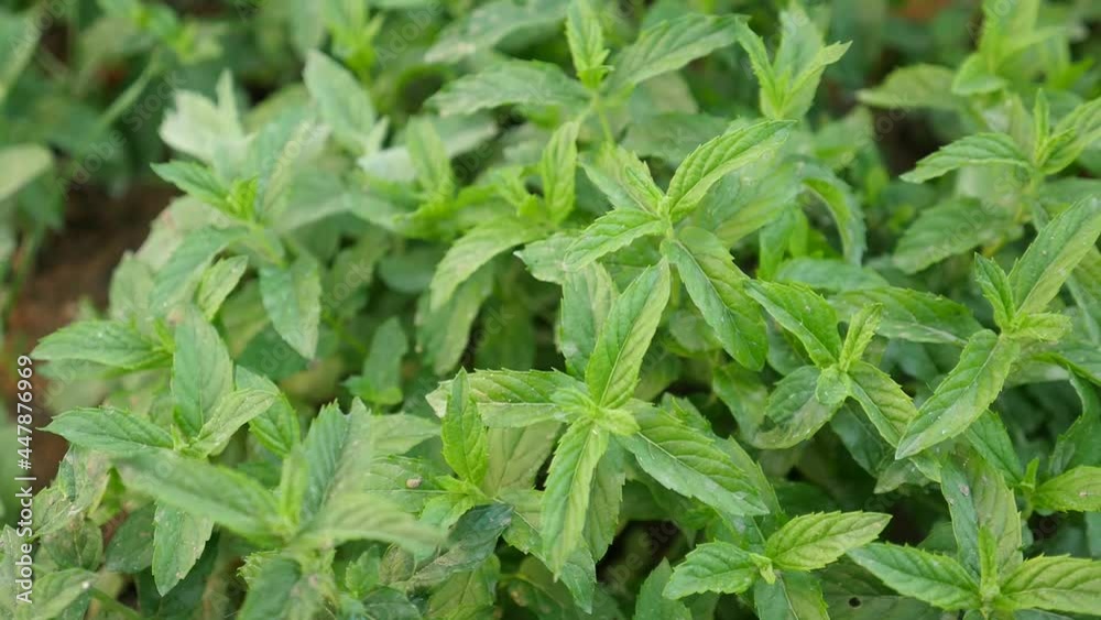 close-up green fresh mint,natural aromatic mint in the garden, close-up green fresh mint,natural aromatic mint in the garden,