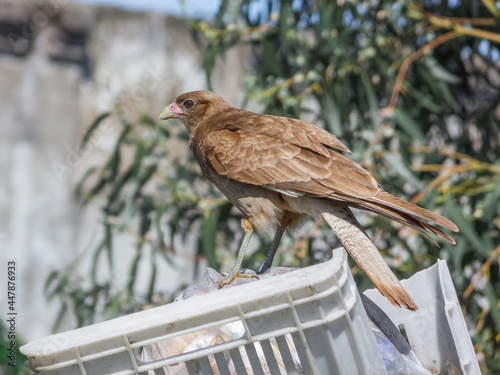 Chimango bird, common in South America, eating from thrash can photo