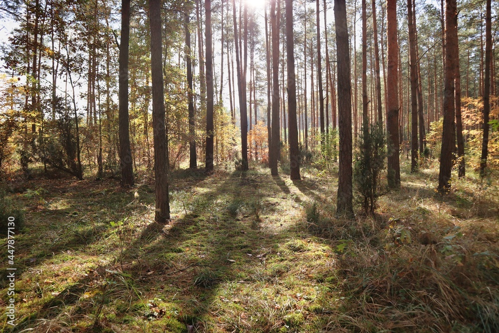 Fototapeta premium Cień wysokich drzew w lesie