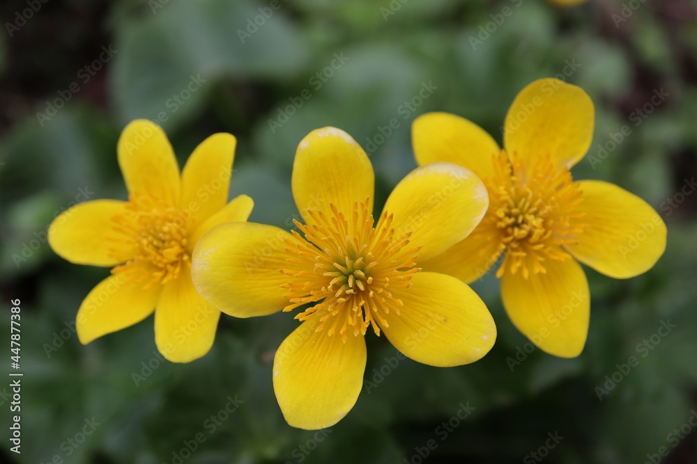 Obraz premium Yellow trinity