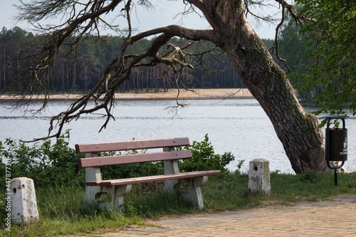 Stare drzewo nad jeziorem photo