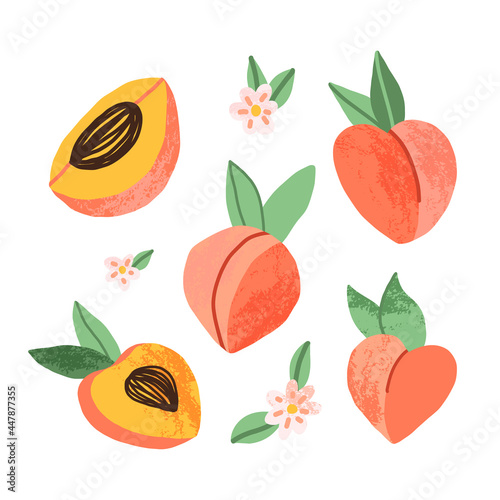 Hand-drawn peach set in various dimensions, full fruit and pieces, and peach tree bloomy flowers. Cartoon illustration