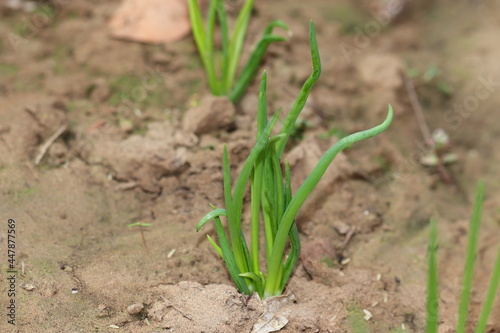 A little onion plant growing in the agriculture filed