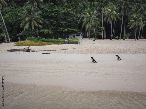seagulls on the beach