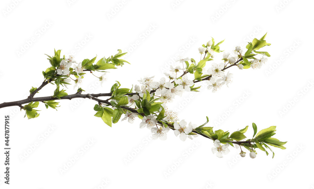 Cherry tree branch with beautiful blossoms isolated on white Cherry tree branch with beautiful blossoms isolated on white