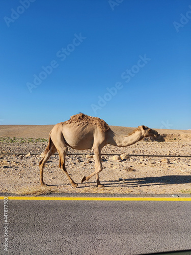 camel in the desert