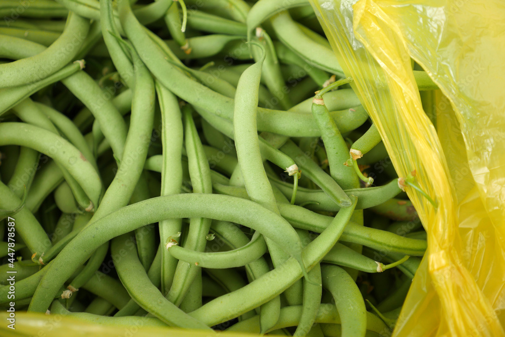 green fresh bean vegetable in a cook's hand, a large amount of fresh beans, green fresh bean vegetable in a cook's hand, a large amount of fresh beans,