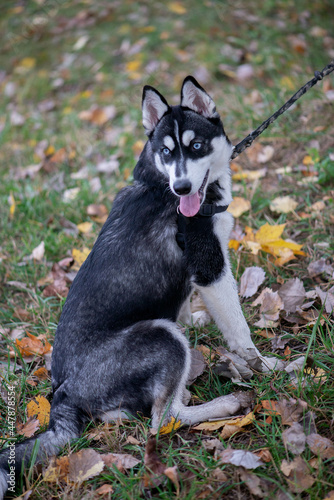 Beautiful siberian husky dog with blue eyes photo