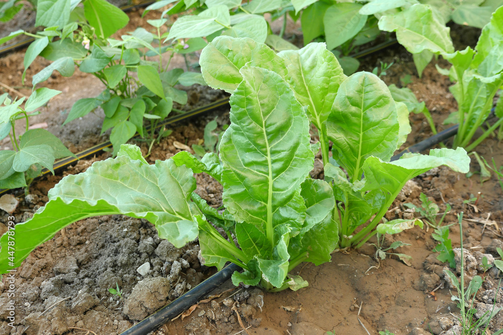 close-up green fresh chard plant,chard with natural big leaves, close-up green fresh chard plant,chard with natural big leaves,