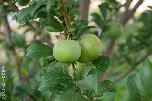plum fruit on plum tree,close up,