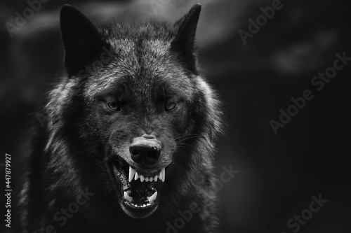 Greyscale closeup shot of an angry wolf with a blurred background photo