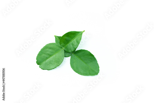 Kaffir lime leaves on white background