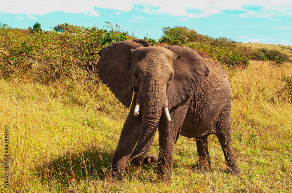 Fototapeta premium African Elephant